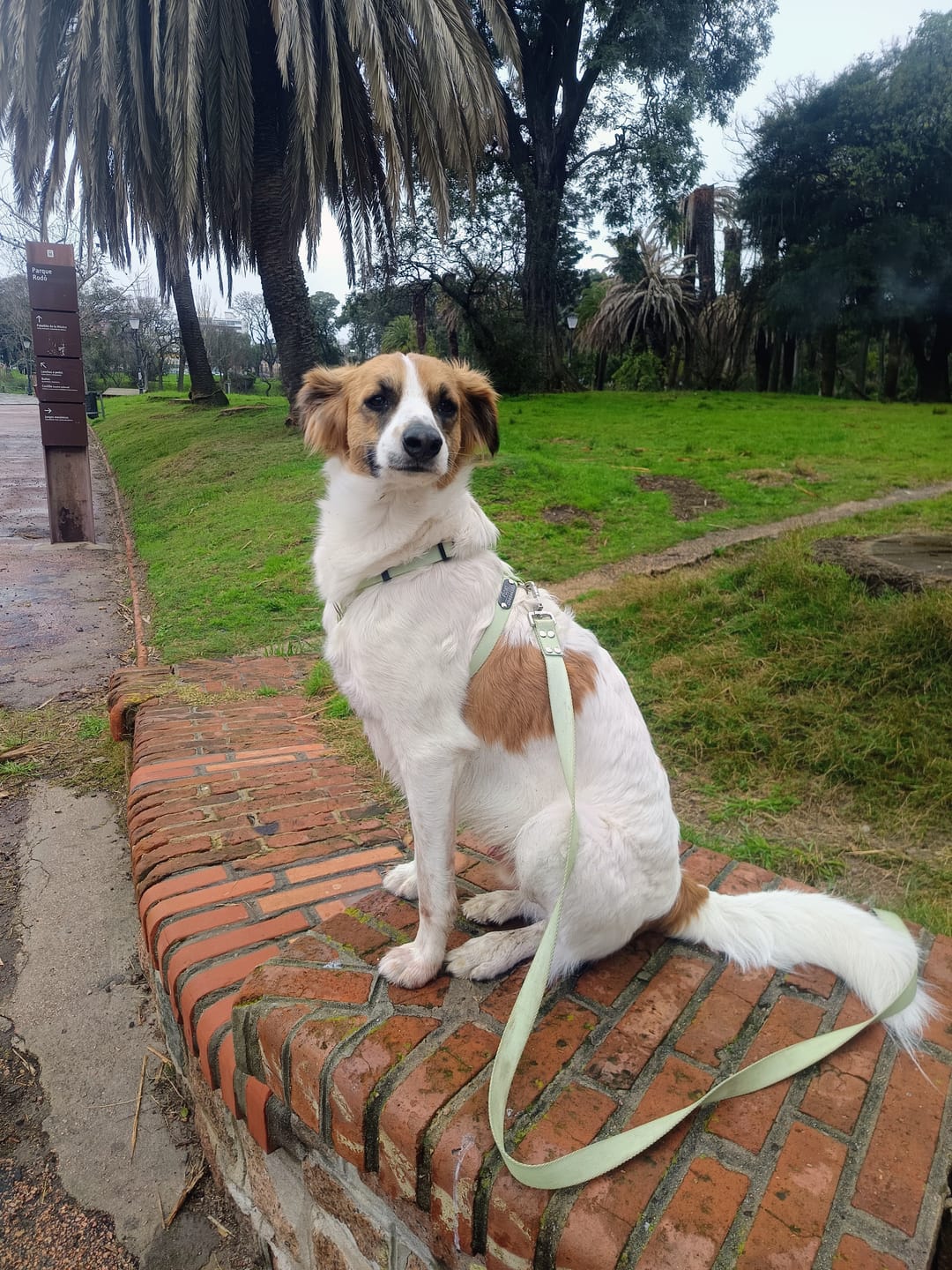 Customer photo review of Arnes H Antitirones Pets Club Confort