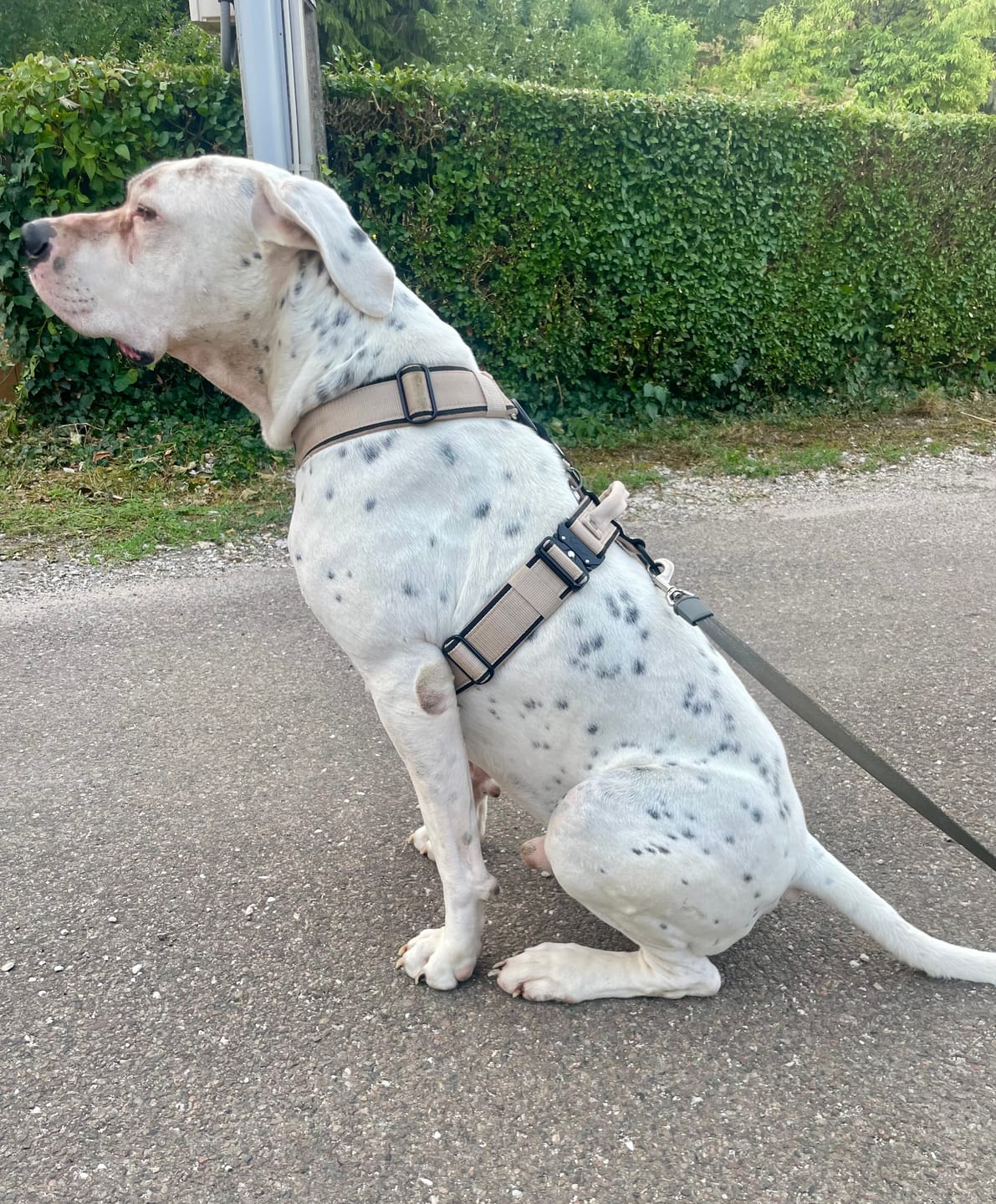 Customer photo review of Easy Walk Extreme Black Edition Beige - Sele med snabbspänne
