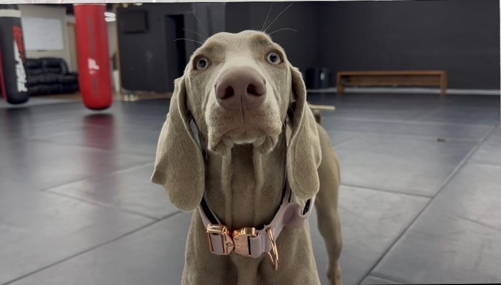 Customer photo review of 2" Tacti Luxe Dog Collar - Rose Gold - Sofia