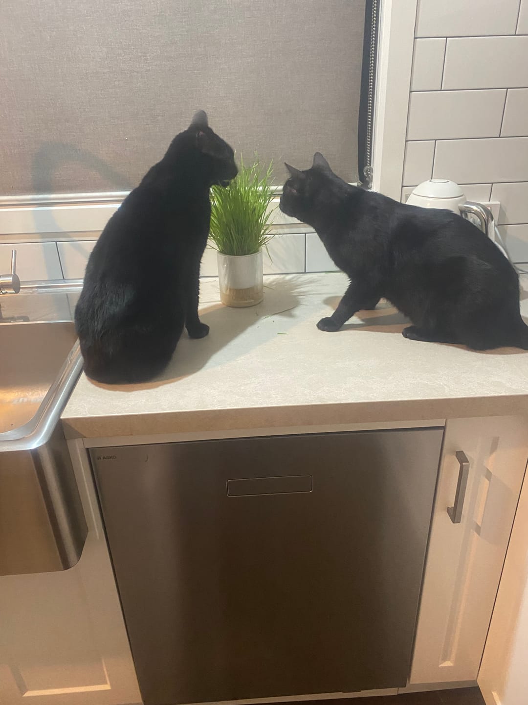 Customer photo review of MICHU Cat Grass Seed & Mulch Refill