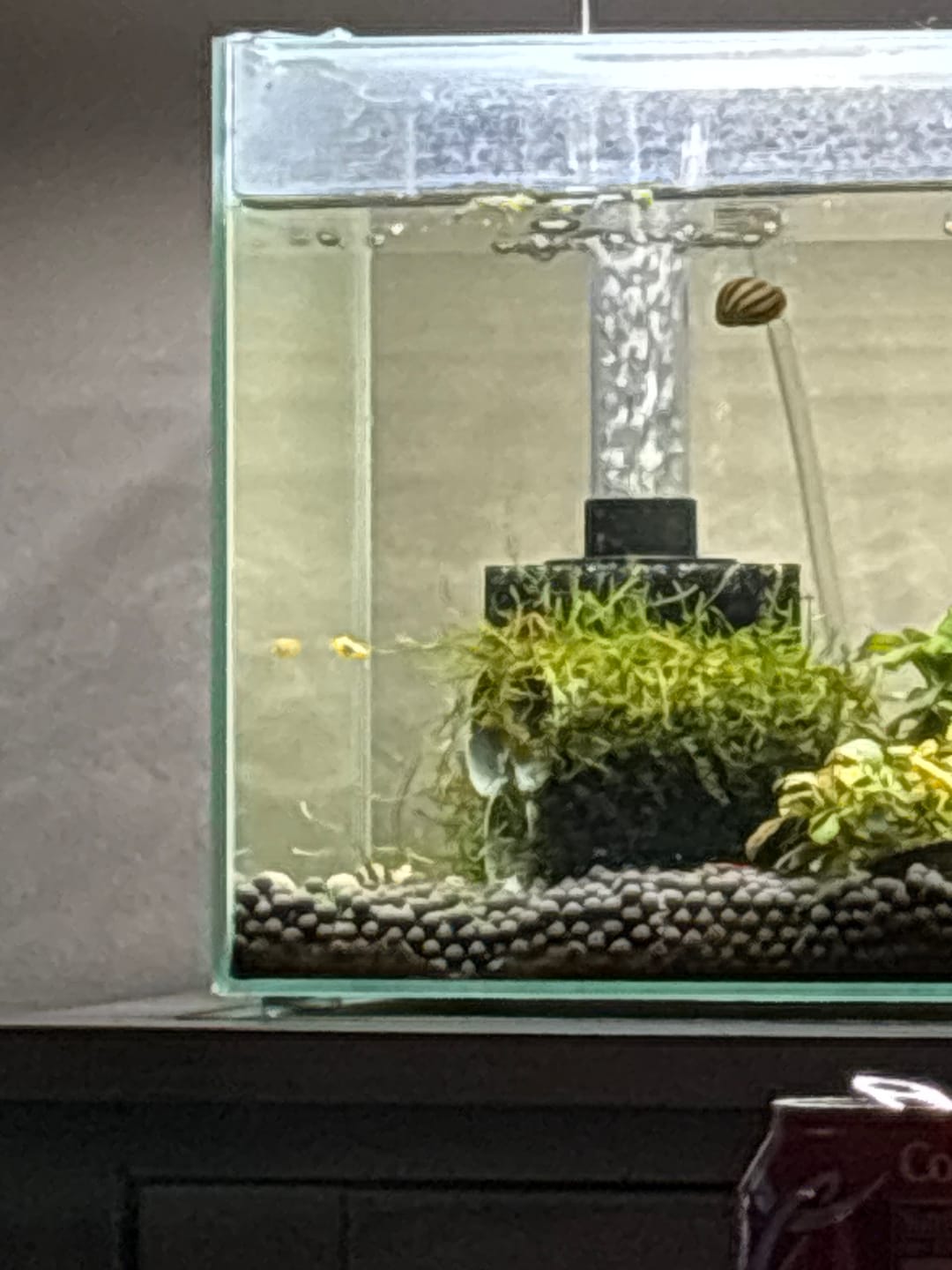 Customer photo review of Orange Sunkist Shrimp