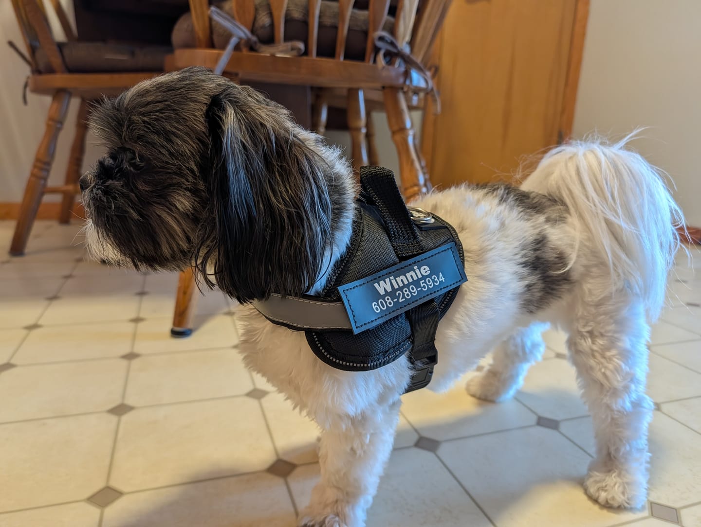 Customer photo review of Dogshood ™ Ergonomic Harness