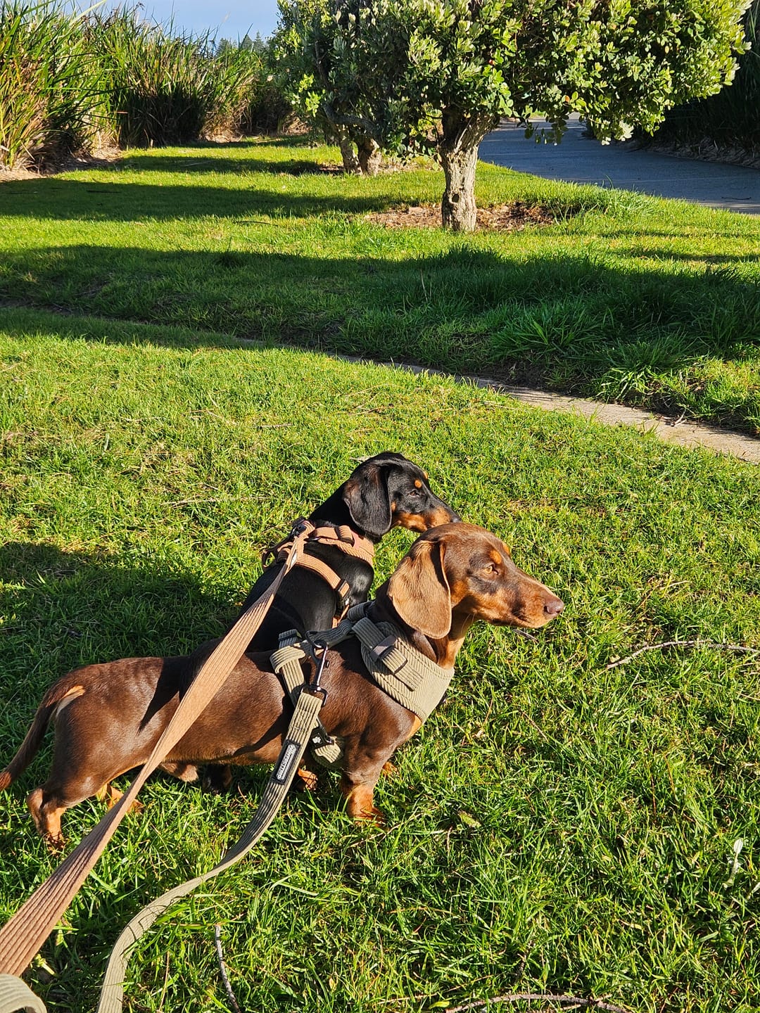 Customer photo review of Corduroy Dog Harness
