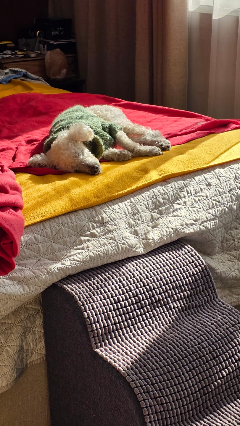 Customer photo review of Rampa Pendiente Suave THE DOGS