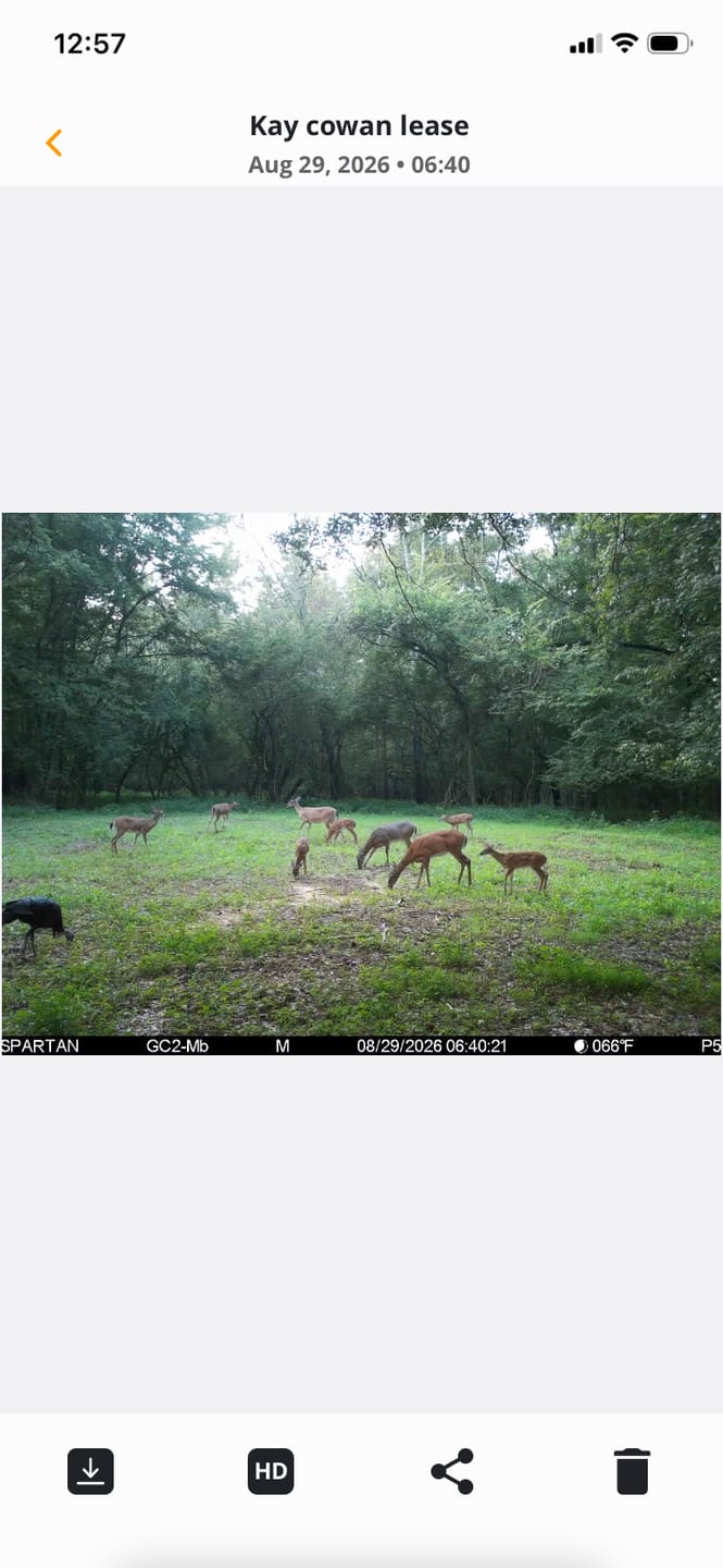 Customer photo review of No BS™ Food Plot Seed