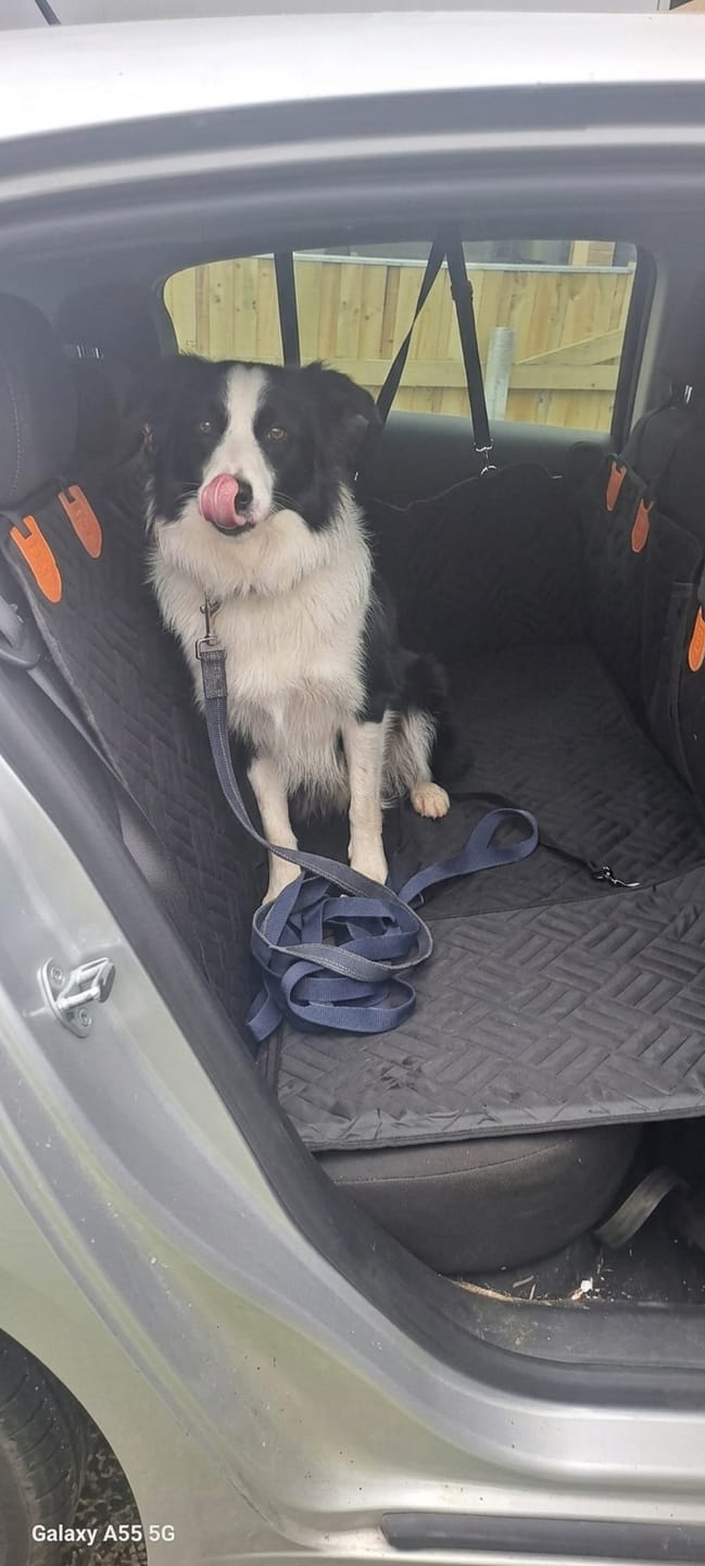 Customer photo review of Wagsy Co Dog Seat Cover