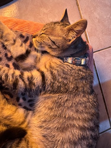 Customer photo review of Collar Gato Hebilla Grabada Abrefácil