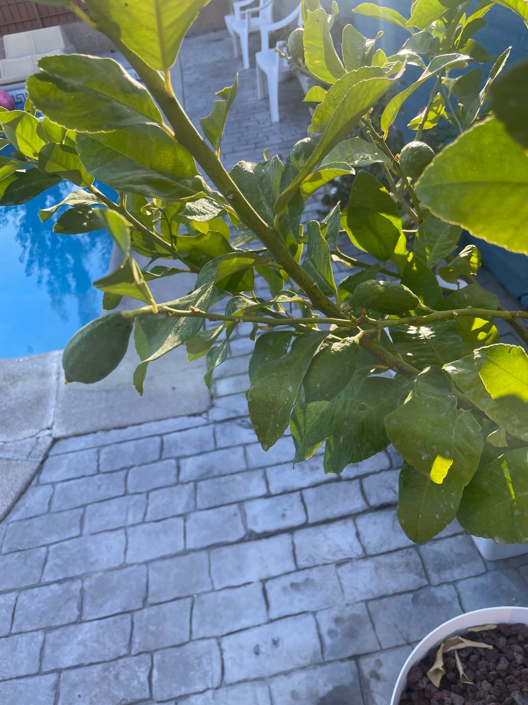 Customer photo review of Abono para Cítricos con Hierro y NPK | Fertibono CitriPlus 2L