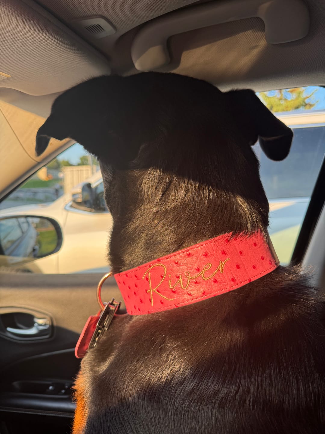 Customer photo review of 2" Leather Dog Collar - Rosa Bellagio