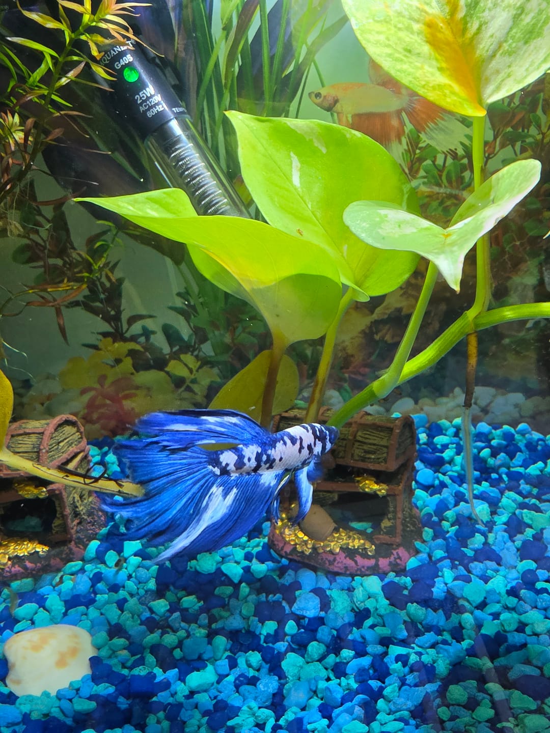 Customer photo review of Blue Marble Dot Halfmoon Male Betta Fish | Grower Pick