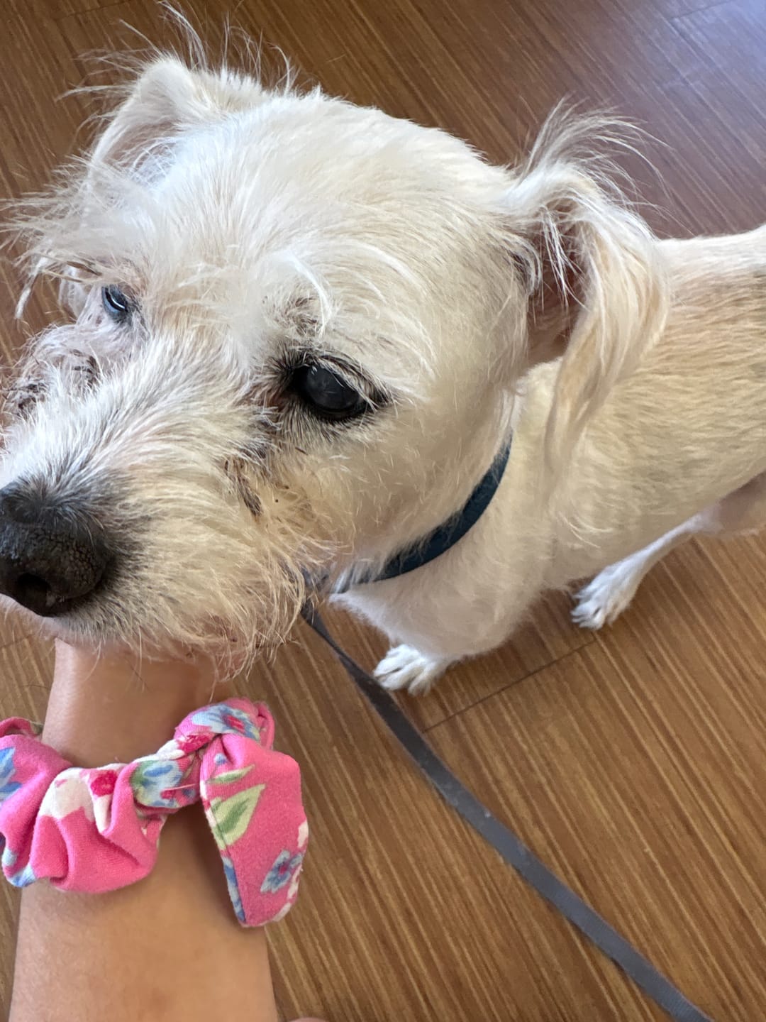 Customer photo review of Seizures - Dogs