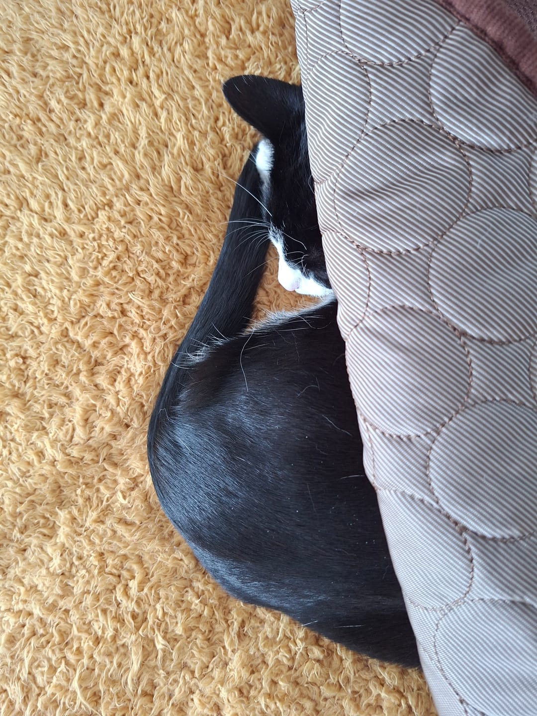 Customer photo review of The Ultimate Cooling Pet Mat