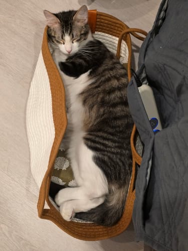 Customer's brown and white woven Instinct Basket with a tabby cat sleeping inside.