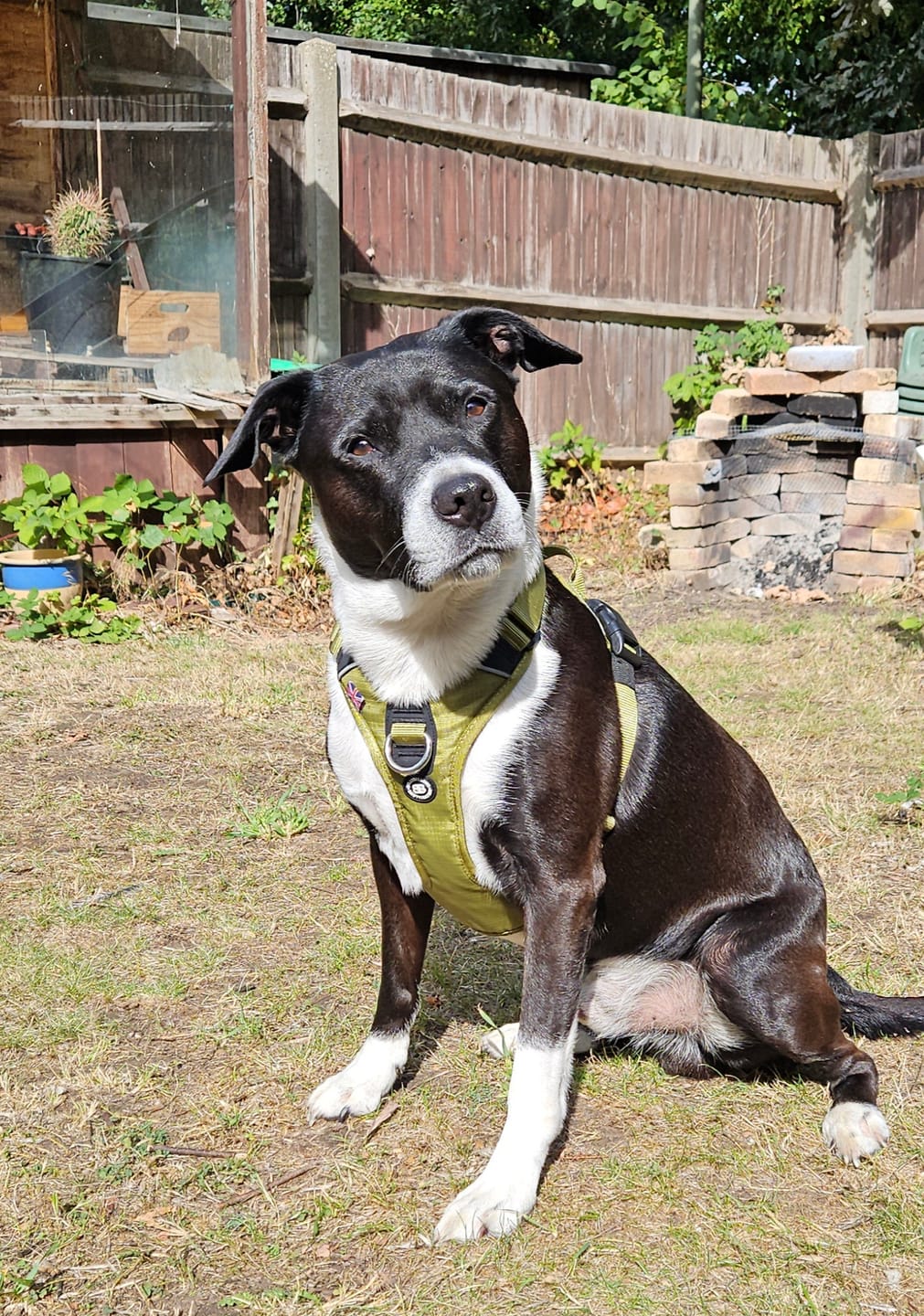 Customer photo review of Anti Pull Hurricane Harness Lighter | With Handle - Olive Green