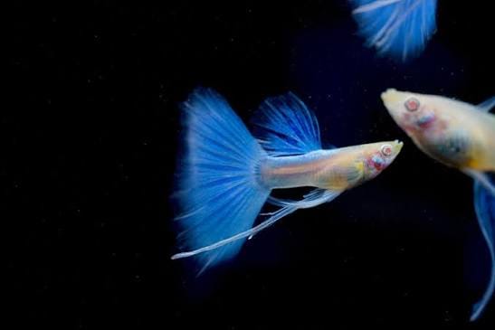 Customer photo review of Blue Topaz Fin C Guppy Fish