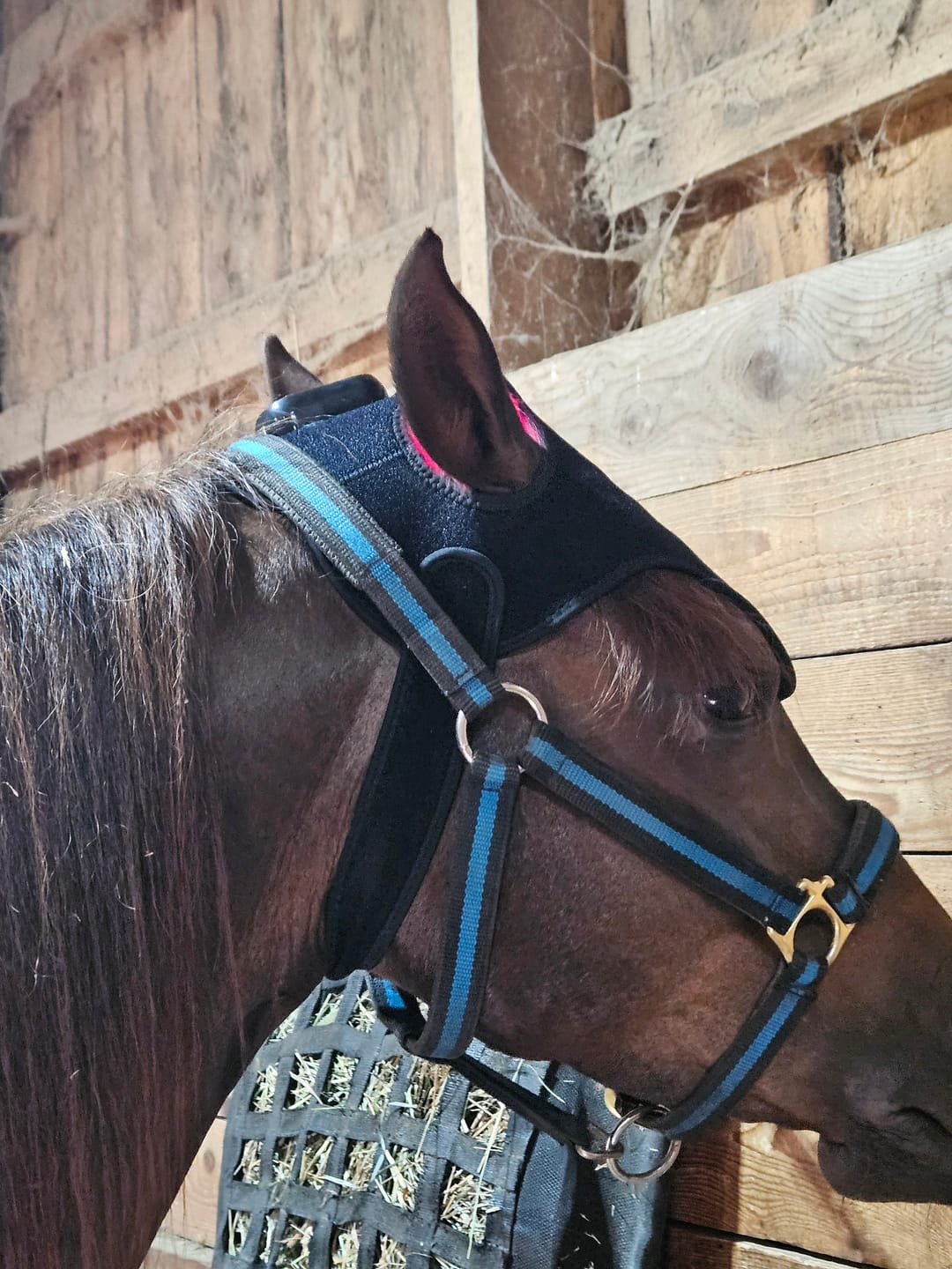 Customer photo review of HorseHalo™ HaloPoll