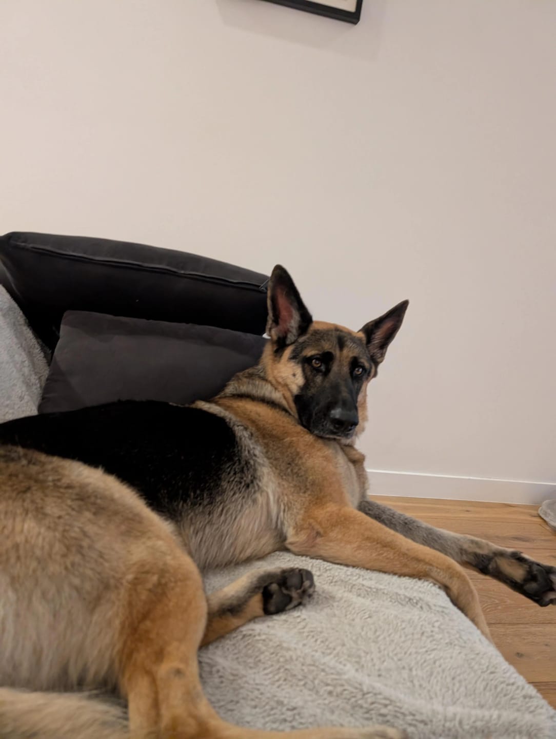 Customer photo review of Selekta CalmPaw™ - Respira Paz en Casa