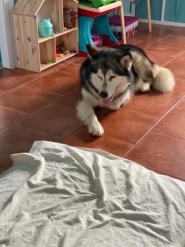 Customer photo review of Selekta CalmPaw™ - Respira Paz en Casa