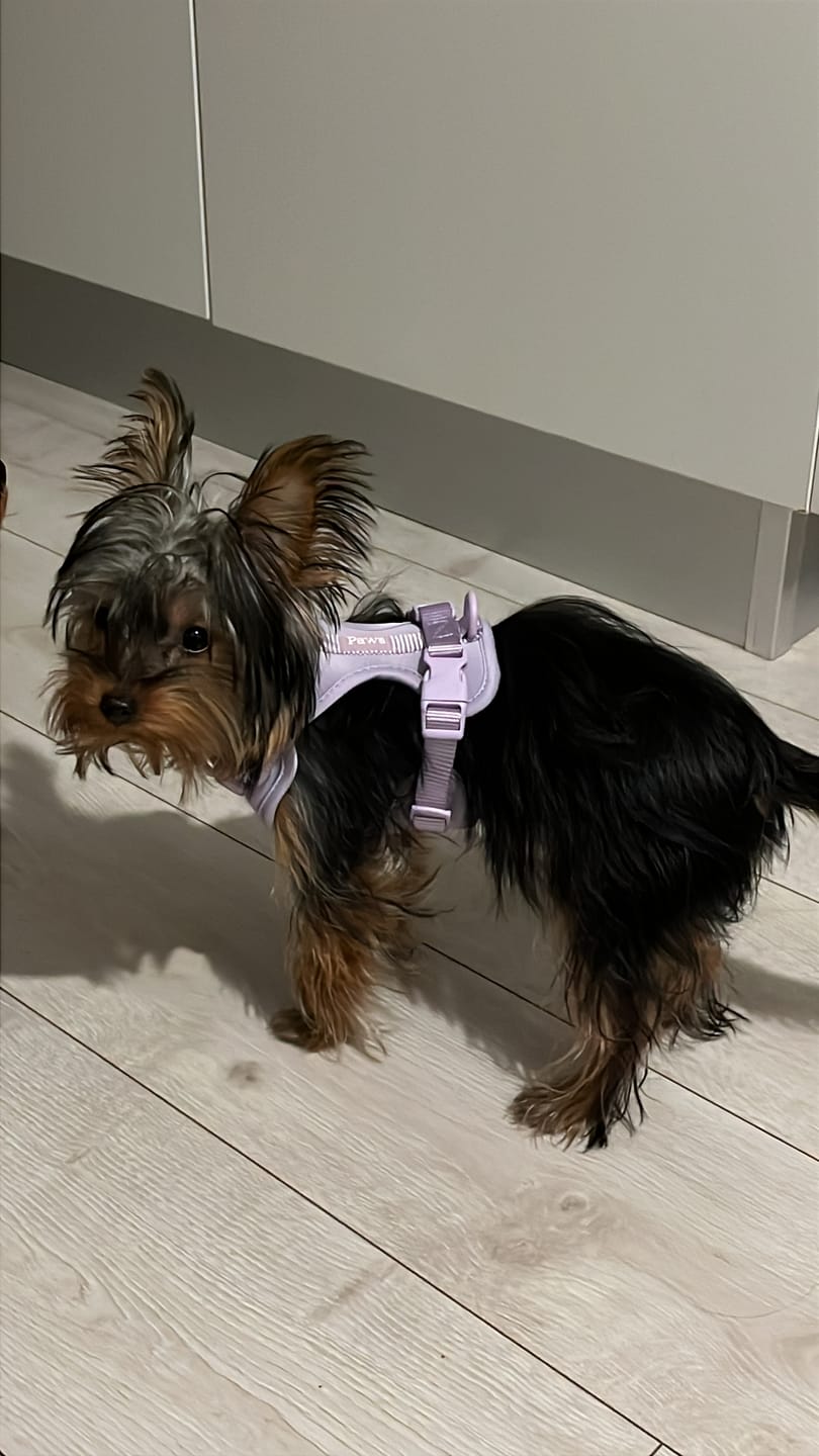 Customer photo review of Arnés Paws