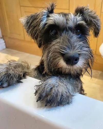 Customer photo review of Selekta CalmPaw™ - Respira Paz en Casa
