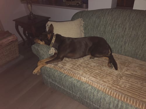 Customer photo review of Cosy Couch - Couch Cover