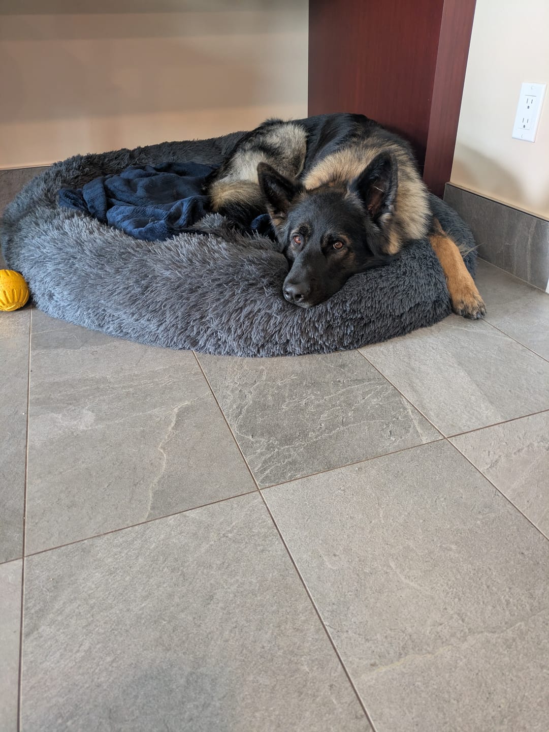 Customer photo review of Spare Calming Dog Bed Cover