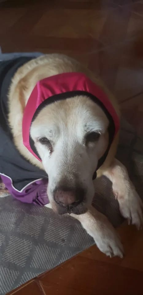 Customer photo review of Zovelta NoiseGuard - Orejeras de Protección Auditiva para Perros