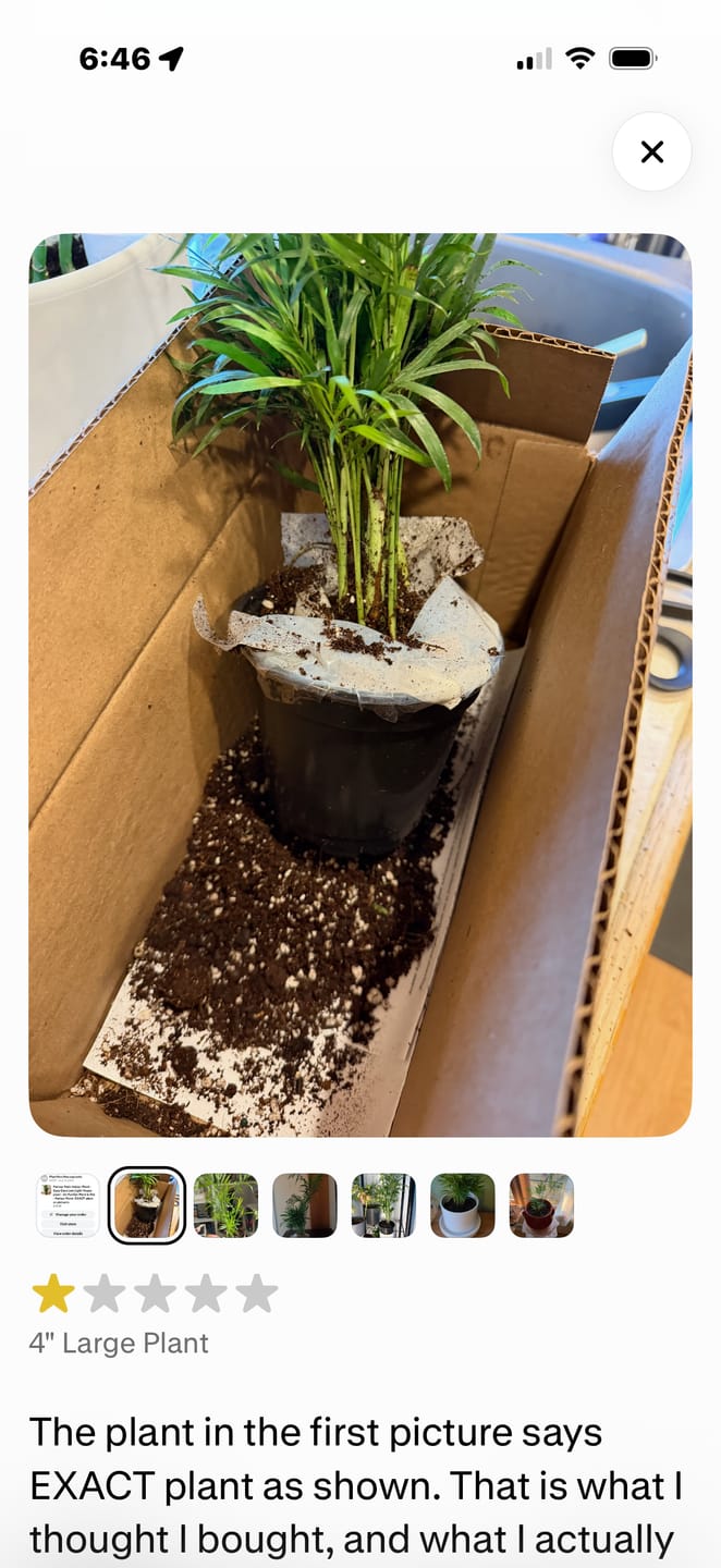 Customer photo review of Parlour Palm Indoor Plant - Easy Care Low Light House plant - Air Purifier Plant in Pot - Parlour Palm- EXACT plant as pictures