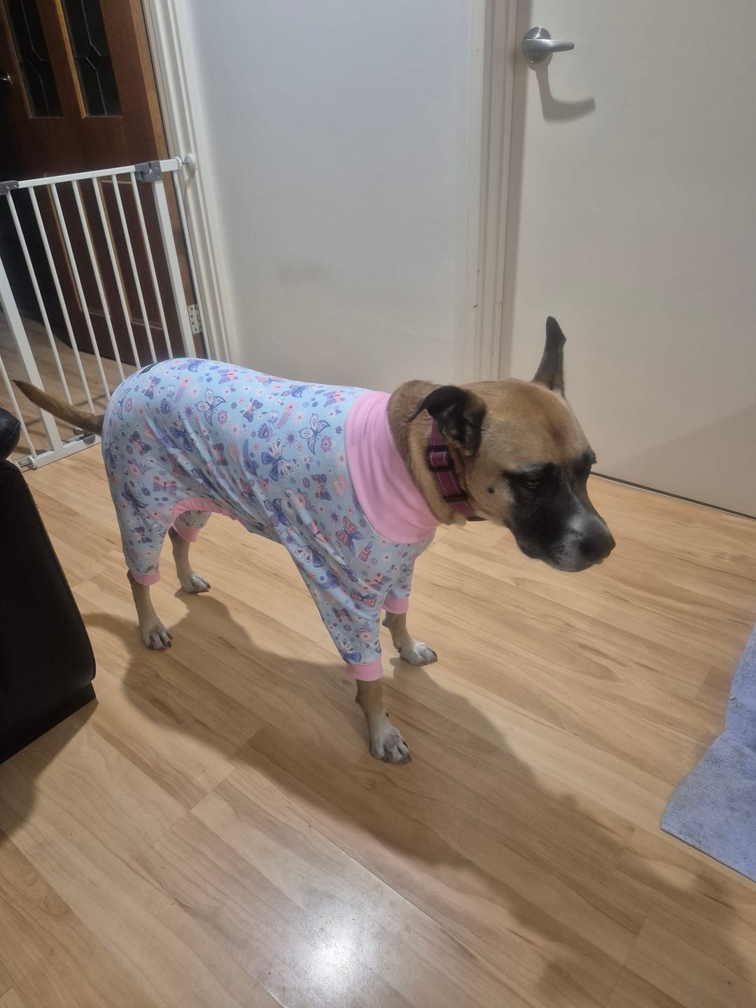 Customer photo review of Dog Pajama - Butterfly