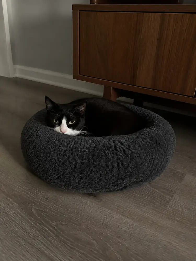 Customer photo review of PlushNest Orthopedic Pet Bed