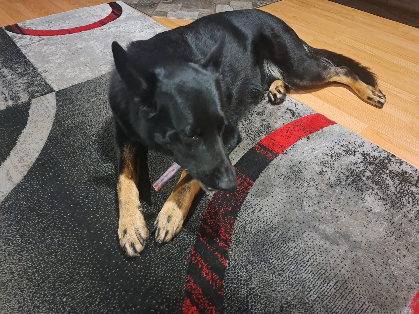 Customer photo review of 10-12 Inch Champion Chew
