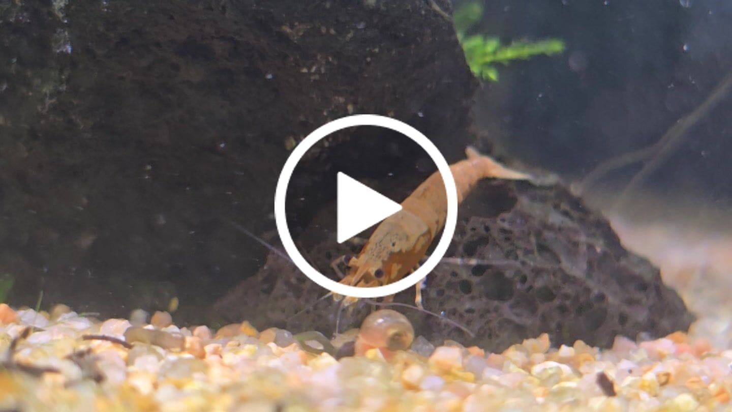 Customer video review of Orange Sunkist Shrimp