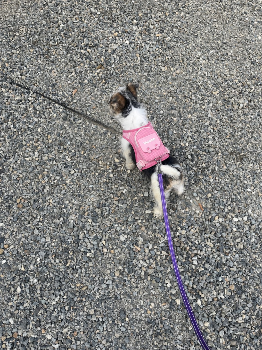 Customer photo review of PACKiTAIL™ Pet Backpack Harness