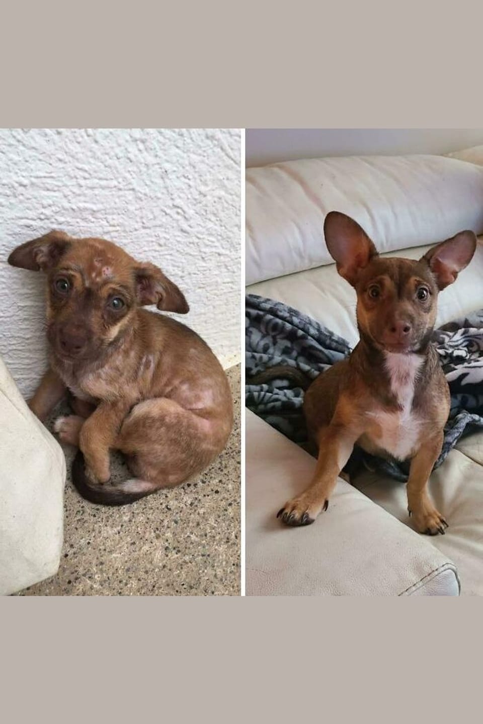 Customer photo review of Pack Nutrición para Mascotas + Bonos