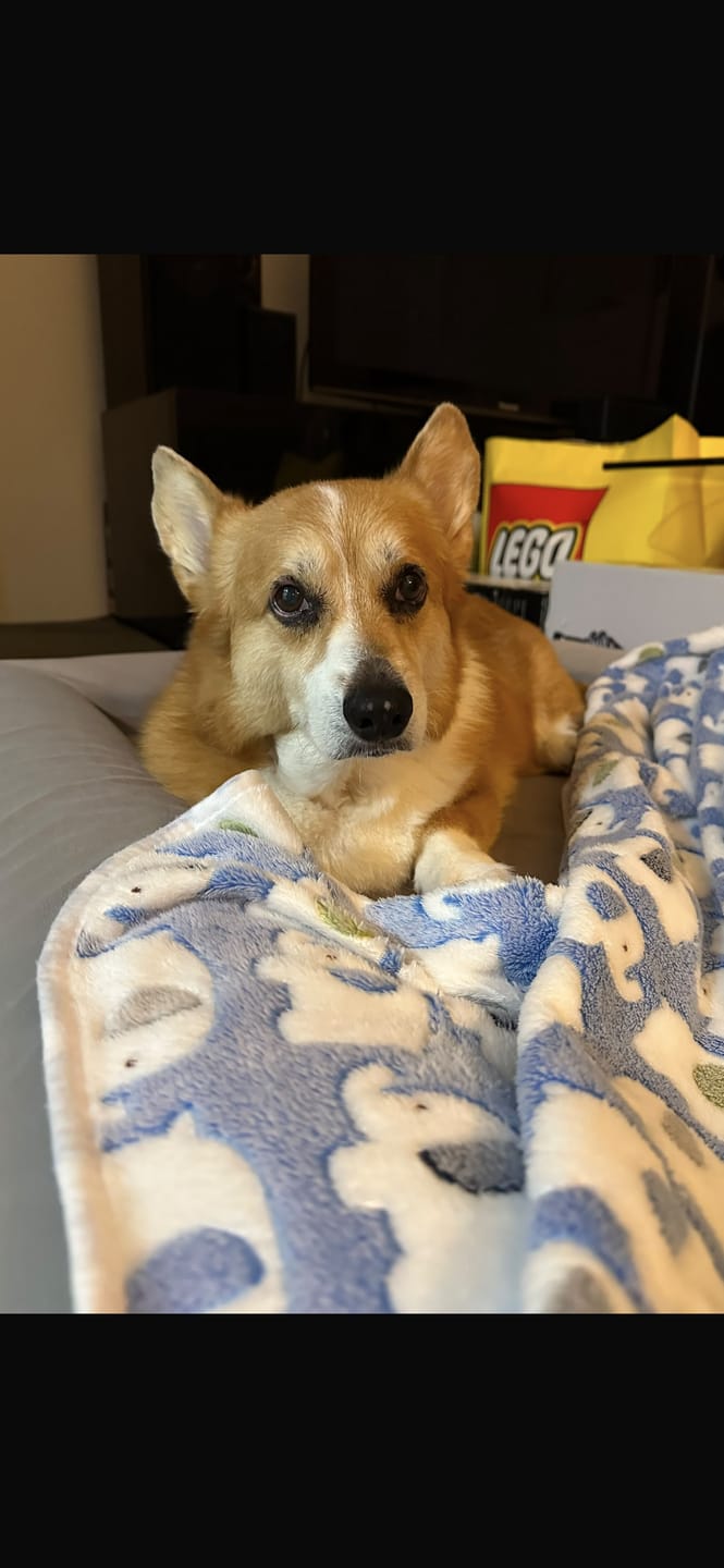 Customer photo review of Best Orthopedic Dog Bed | Fur King "Ortho"