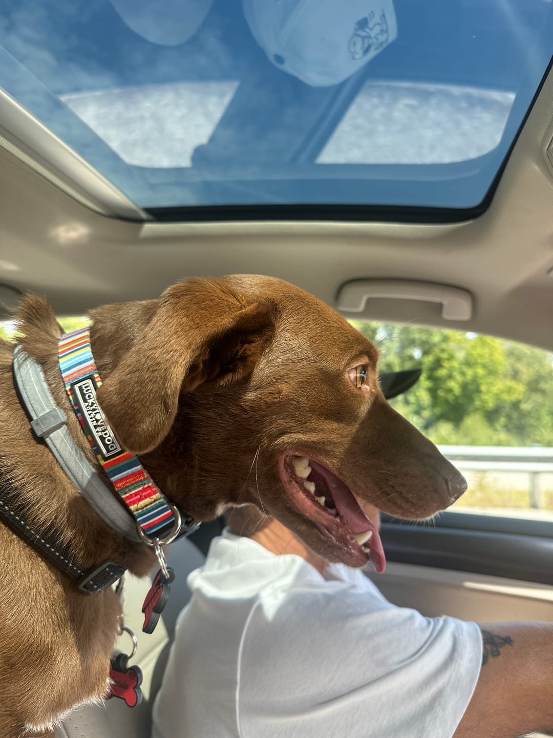 Customer photo review of Hippie Dog Collar