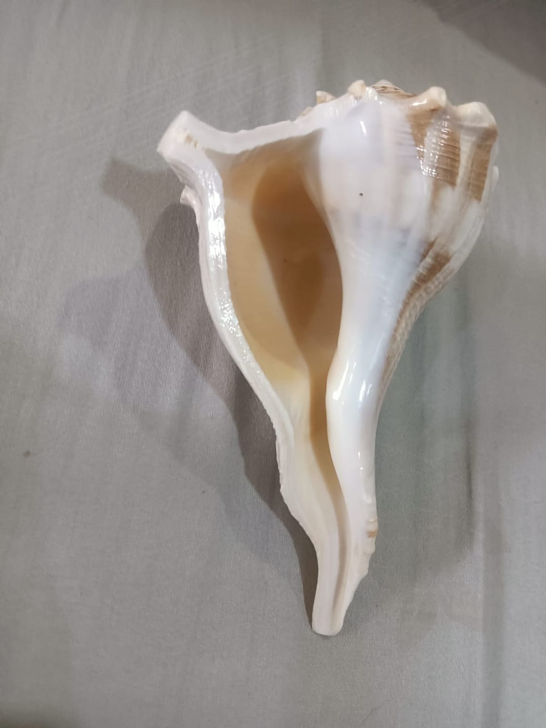 Customer photo review of Dakshinavarti Shankh 5-6"