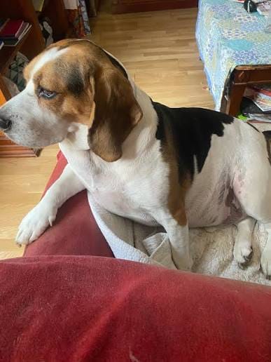 Customer photo review of Selekta CalmPaw™ - Respira Paz en Casa