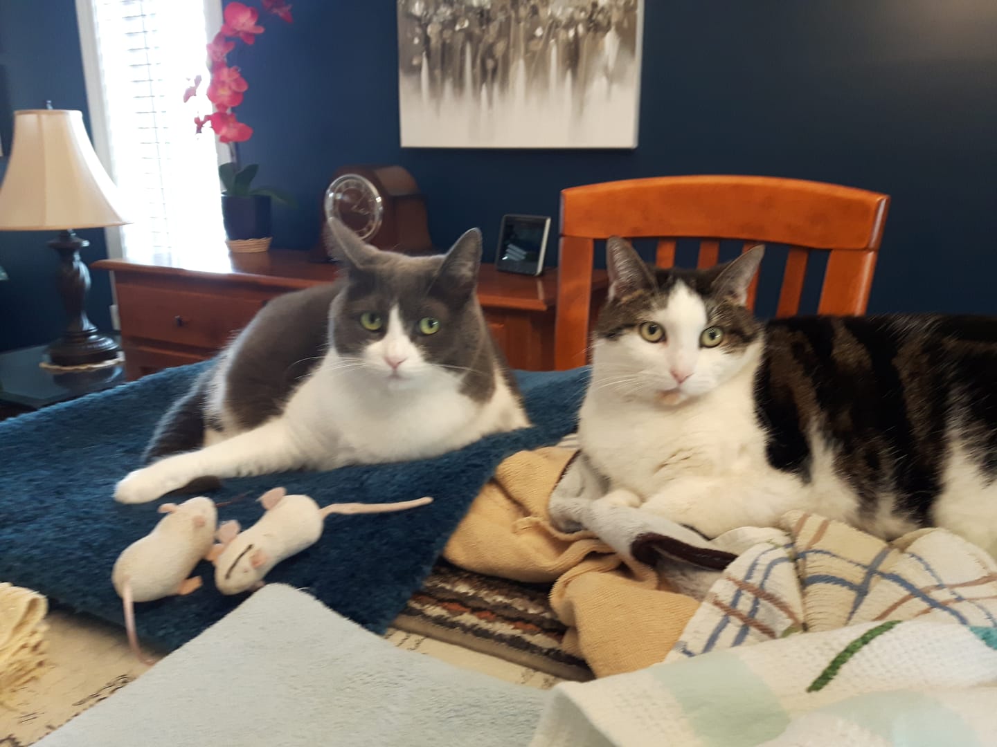 Customer photo review of ARTURO (Articulations) pour chiens et chats