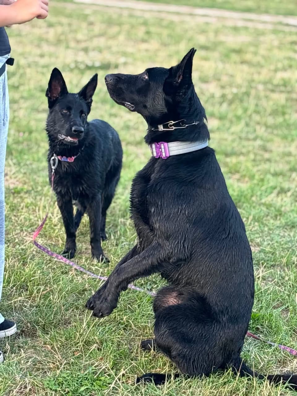 Customer photo review of 4cm LIGHTER Combat® Collar | With Handle & Secure Clip - Purple & Metal Grey