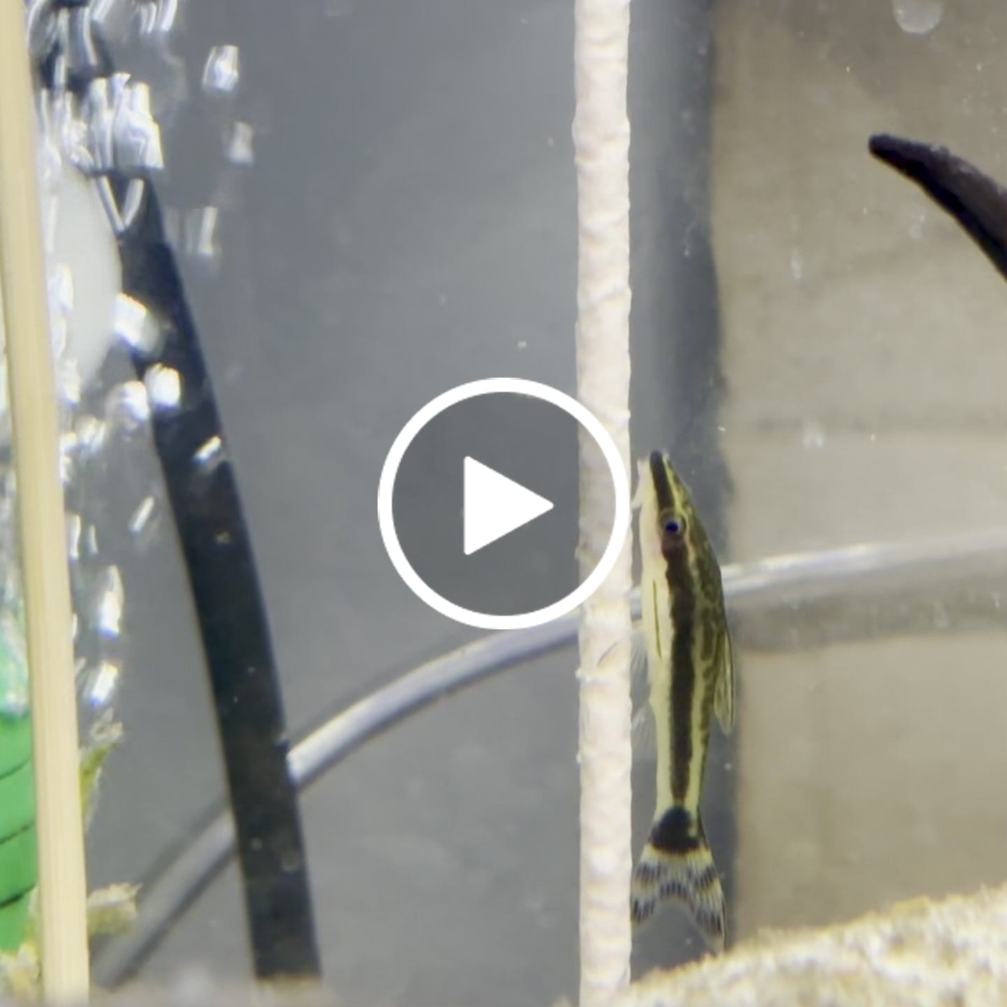 Customer video review of Shrimpsicles - 10 sticks