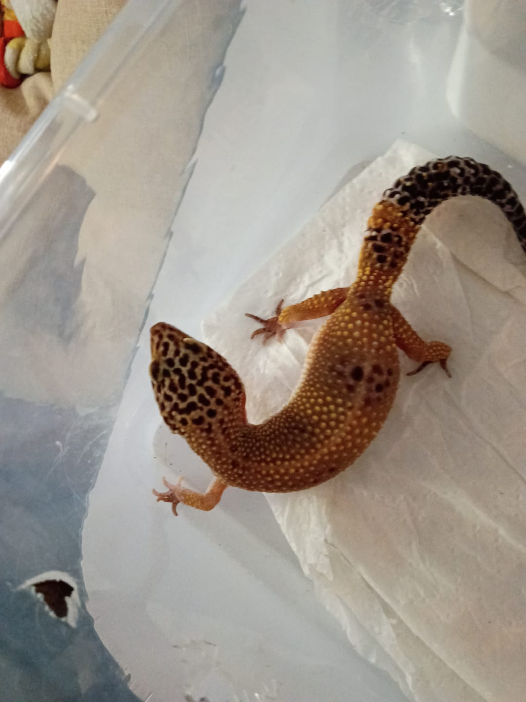 Customer photo review of Female Black Night Tangerine Tornado (ovulating)