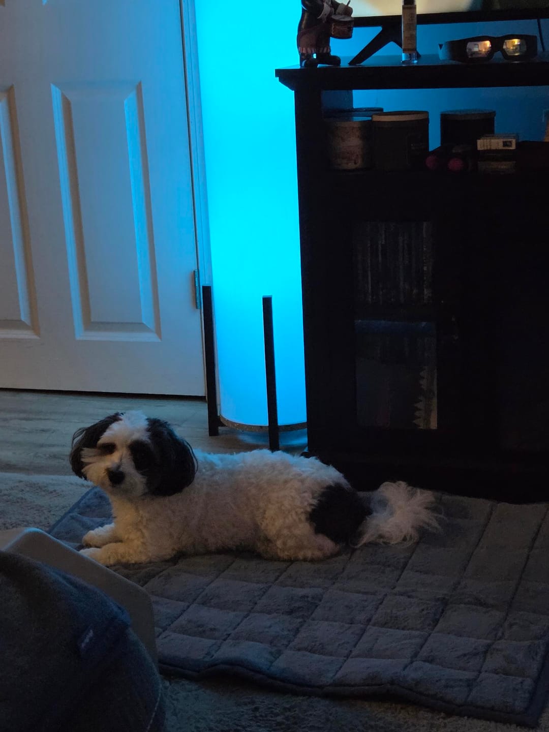 Customer photo review of Nomad Nap Travel & Portable Dog Bed
