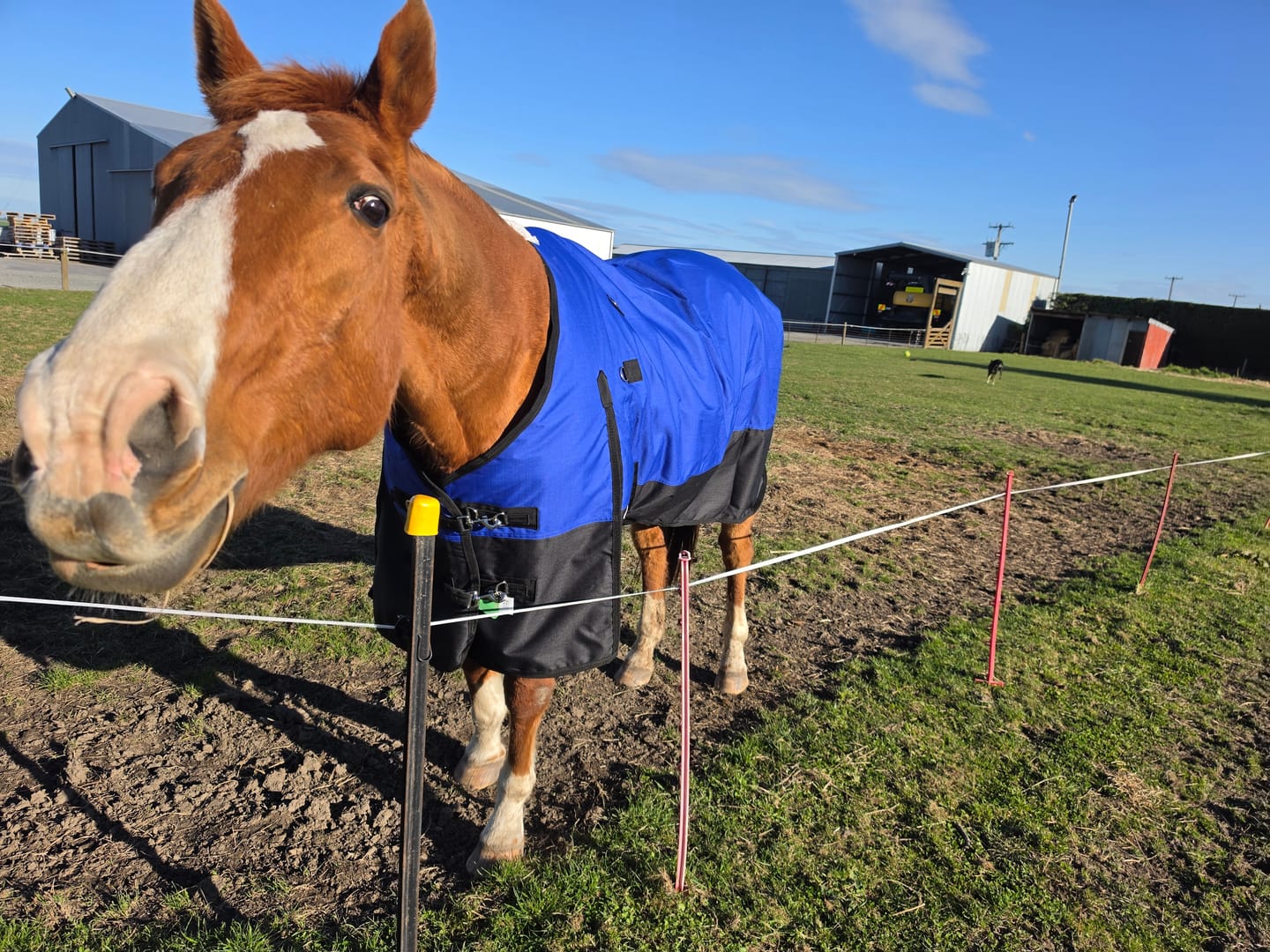 Customer photo review of NZ Tack Duke 1200d Detacha-neck FREE SHIPPING