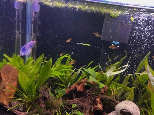 Customer photo review of Blue Topaz Big Dorsal Guppy Fish