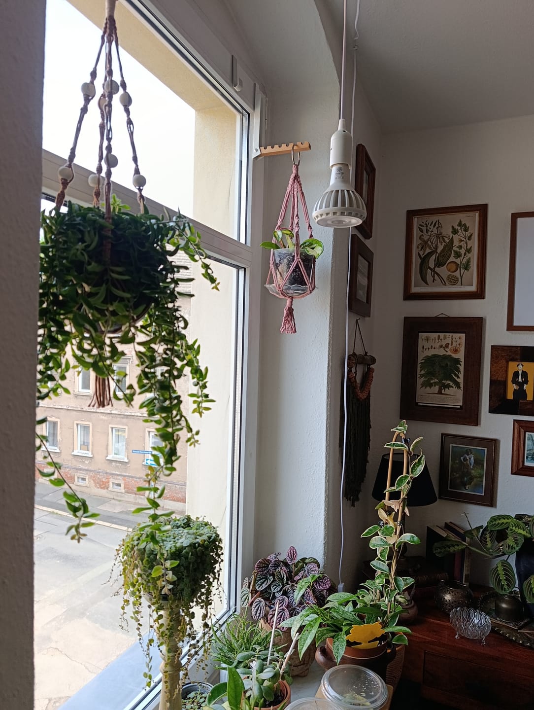 Customer photo review of Pianta LED Pflanzenlampe: Weiß