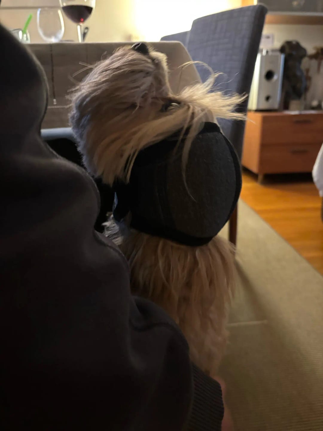 Customer photo review of Zovelta NoiseGuard - Orejeras de Protección Auditiva para Perros