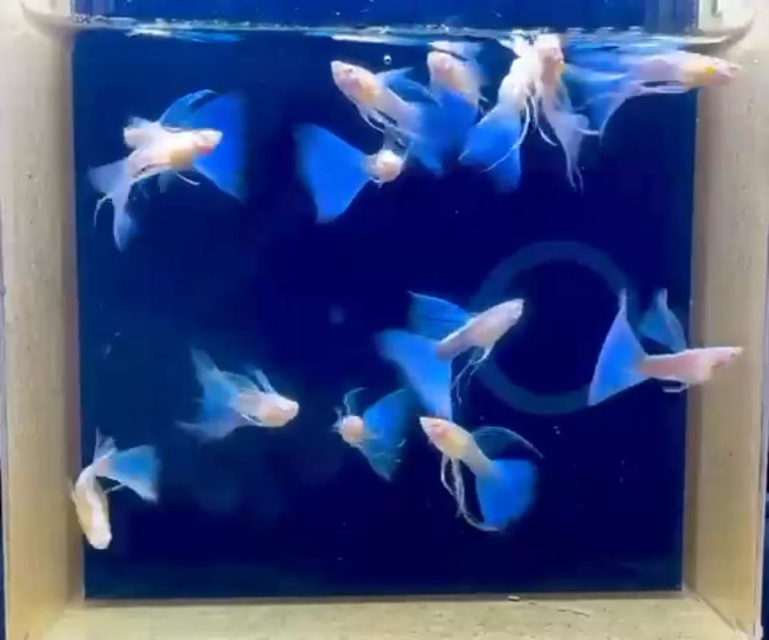 Customer photo review of Blue Topaz Fin C Guppy Fish