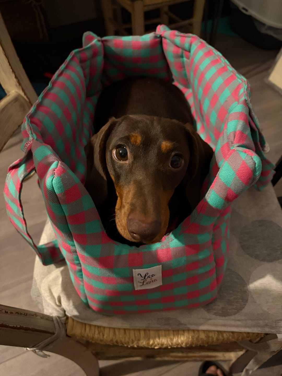Customer photo review of Borsa Trasportino per Cani Quadretto Miami | Made in Italy | Leo & Luna