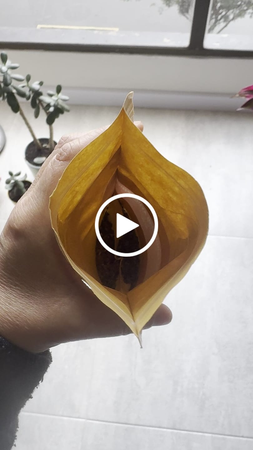 Customer video review of Té metabolismo ayurvédico orgánico